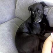 Blanding af racer Indy