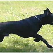 Blanding af racer Indy