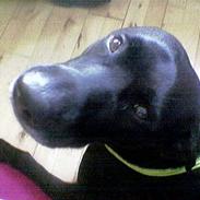 Blanding af racer Indy