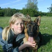 Schæferhund Nydningen's Mercedes