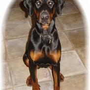 Dobermann Cato (Torontos Unique)