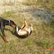 Dobermann Cato (Torontos Unique)