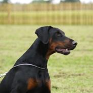 Dobermann Cato (Torontos Unique)