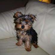 Yorkshire terrier Monty