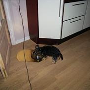 Yorkshire terrier Monty