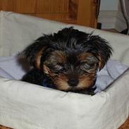 Yorkshire terrier Monty