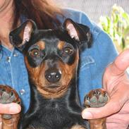 Dvaergpinscher Tikki