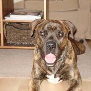 Amerikansk bulldog Buster