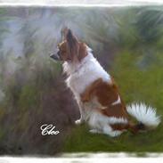 Papillon Cleo R.I.P