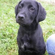 Blanding af racer Buffy