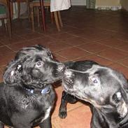 Blanding af racer Buffy