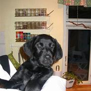 Blanding af racer Buffy