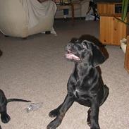 Blanding af racer Buffy