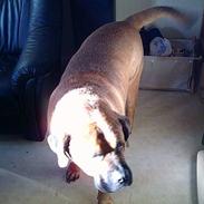 Blanding af racer King