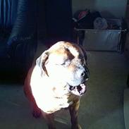 Blanding af racer King