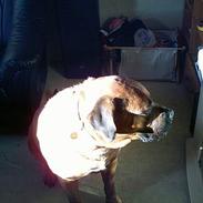 Blanding af racer King