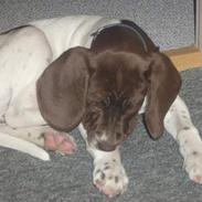 Gammel dansk hønsehund Balder