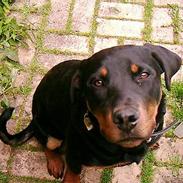 Rottweiler bella