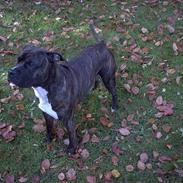 Amerikansk staffordshire terrier Dexter