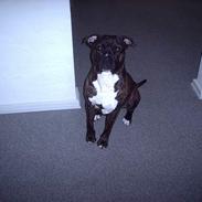 Amerikansk staffordshire terrier Dexter