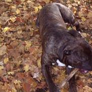 Amerikansk staffordshire terrier Dexter