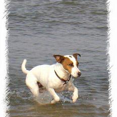 Jack russell terrier jackie