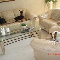 Jack russell terrier jackie