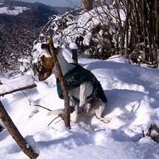 Jack russell terrier jackie