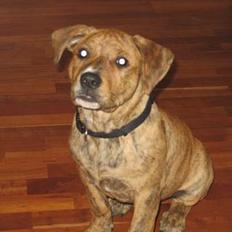 Amerikansk staffordshire terrier Tiarco