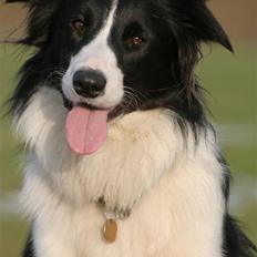 Border collie Aya *15.1.2003 - 12.1.2016*