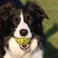Border collie Aya *15.1.2003 - 12.1.2016*
