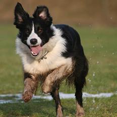 Border collie Aya *15.1.2003 - 12.1.2016*