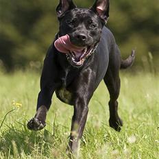 Blanding af racer Zasja *R.I.P.* :'-(