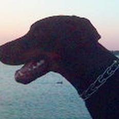 Dobermann Quato 