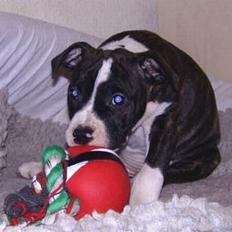 Amerikansk staffordshire terrier Staff-dog's Angel