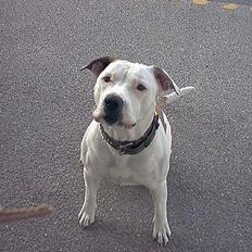 Amerikansk bulldog Staff-dog's Baby *RIP*