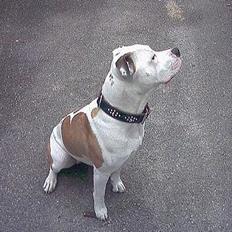 Amerikansk bulldog Staff-dog's Baby *RIP*