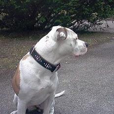 Amerikansk bulldog Staff-dog's Baby *RIP*