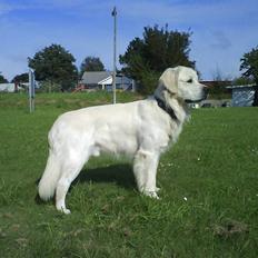 Golden retriever Bamse