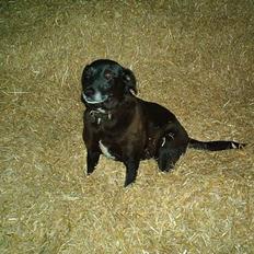 Blanding af racer Bølle