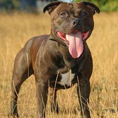 Staffordshire bull terrier "Angelic Staff's Deebo"