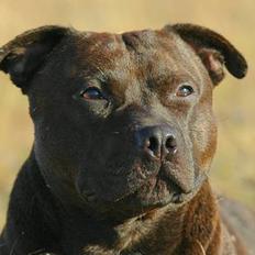Staffordshire bull terrier "Angelic Staff's Deebo"