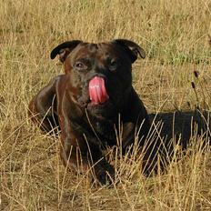 Staffordshire bull terrier "Angelic Staff's Deebo"