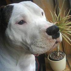 Amerikansk bulldog Staff-dog's Hector