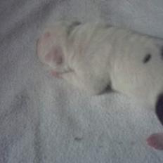 Amerikansk bulldog Staff-dog's Hector