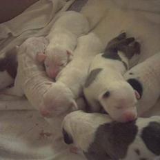 Amerikansk bulldog Staff-dog's Hector