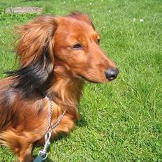 Gravhund Musch aka terroristen