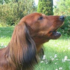 Gravhund Musch aka terroristen