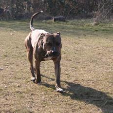 Amerikansk staffordshire terrier Zuprano