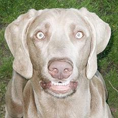 Weimaraner Geniet Geister